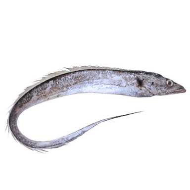 Belt Fish