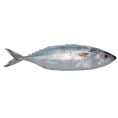 Indian Mackerel