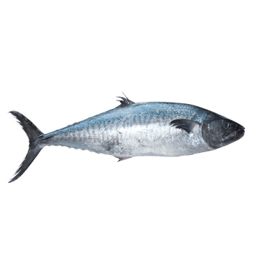 Mackerel