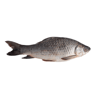 Rohu