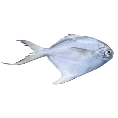 Silver Pomfret