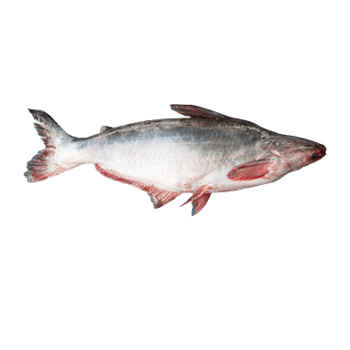 Pangasius