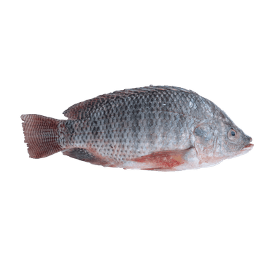 Tilapia