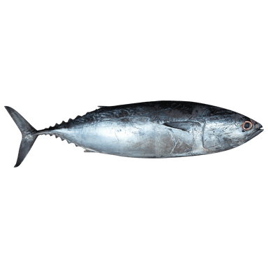 Tuna