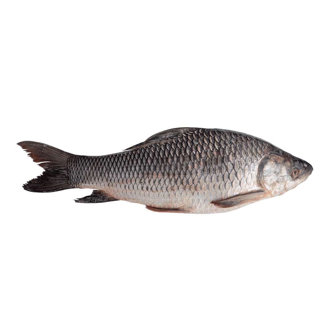 Chinese Rohu Rohu | San Pya Shwe Ngar